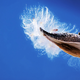 Illustration for article titled Could Humble Milkweed Replace Down Feathers In Your Outdoor Gear?